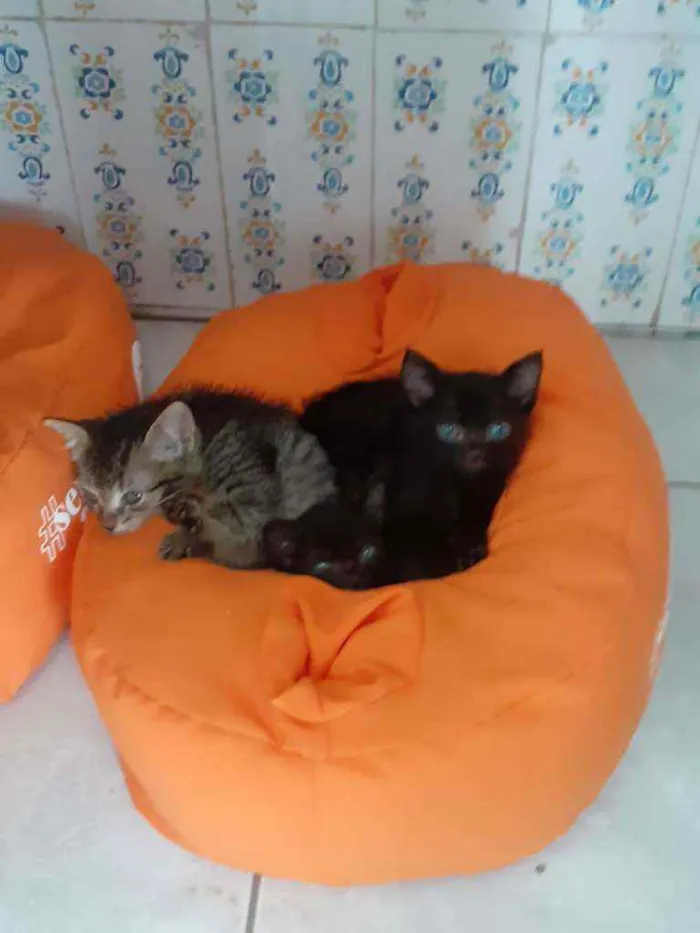 Gato ra a SRD idade Abaixo de 2 meses nome Tigresa e Lisa