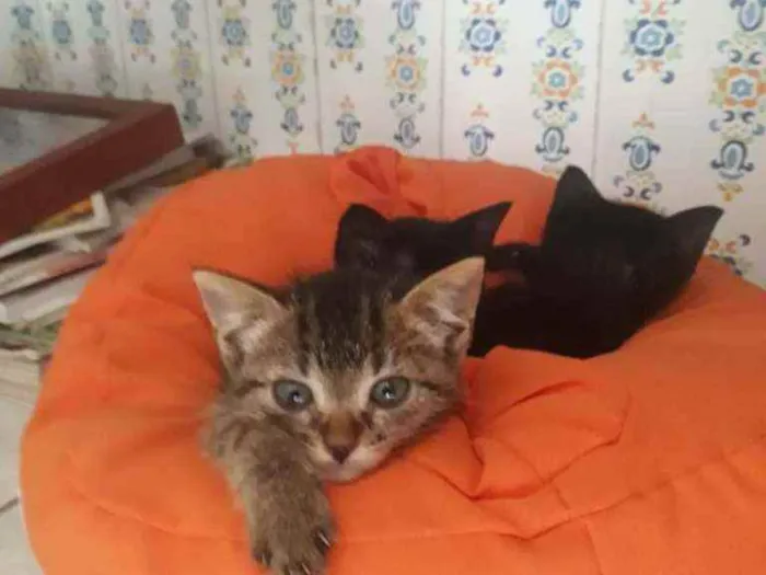 Gato ra a SRD idade Abaixo de 2 meses nome Tigresa e Lisa