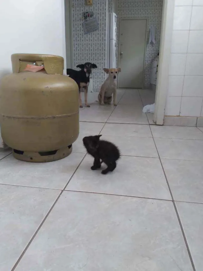 Gato ra a SRD idade Abaixo de 2 meses nome Tigresa e Lisa