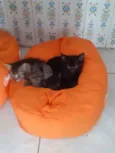 Tigresa e Lisa
