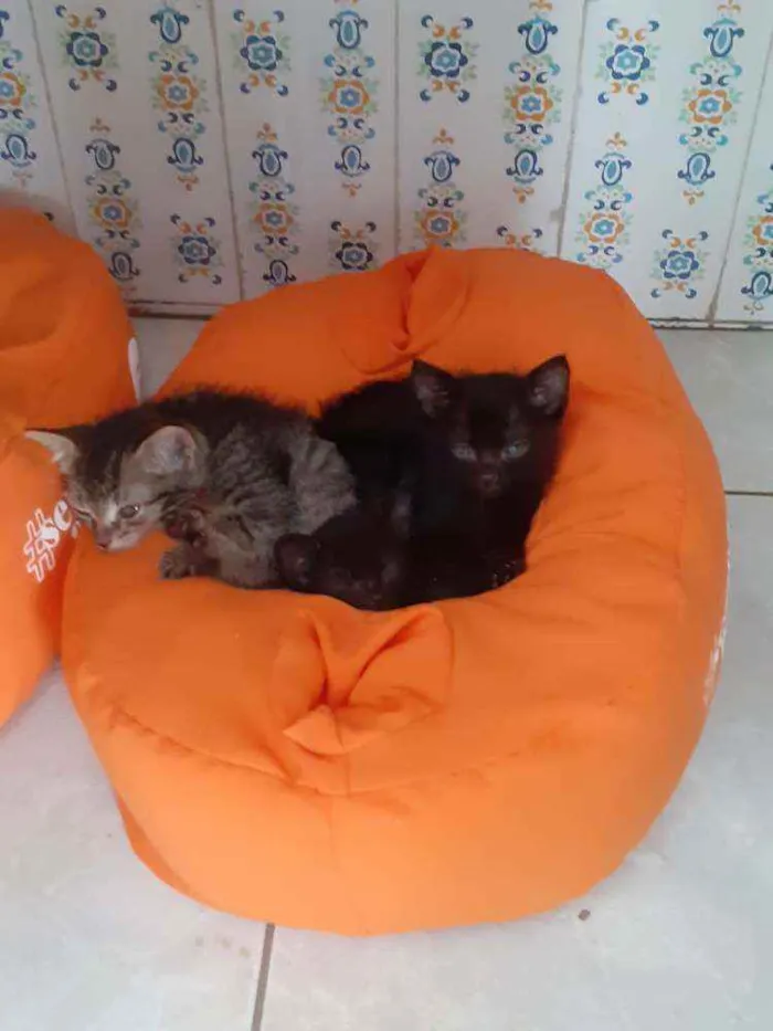 Gato ra a SRD idade Abaixo de 2 meses nome Tigresa e Lisa