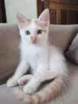 Jack