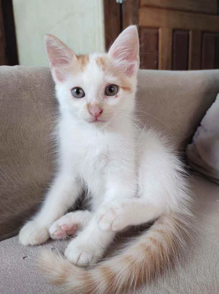 Gato ra a  idade Abaixo de 2 meses nome Jack
