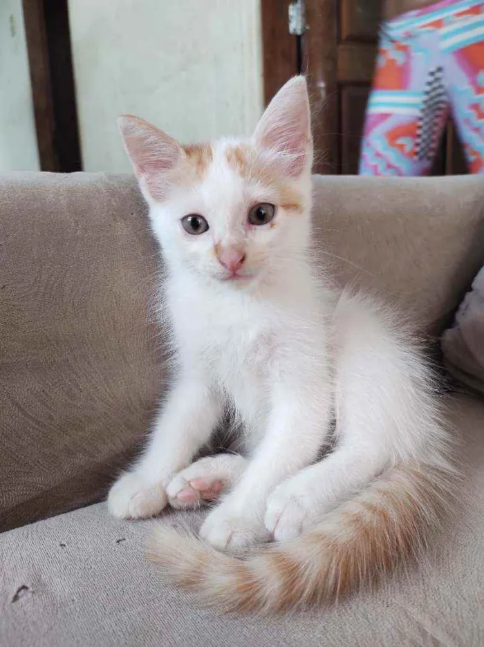 Gato ra a  idade Abaixo de 2 meses nome Jack