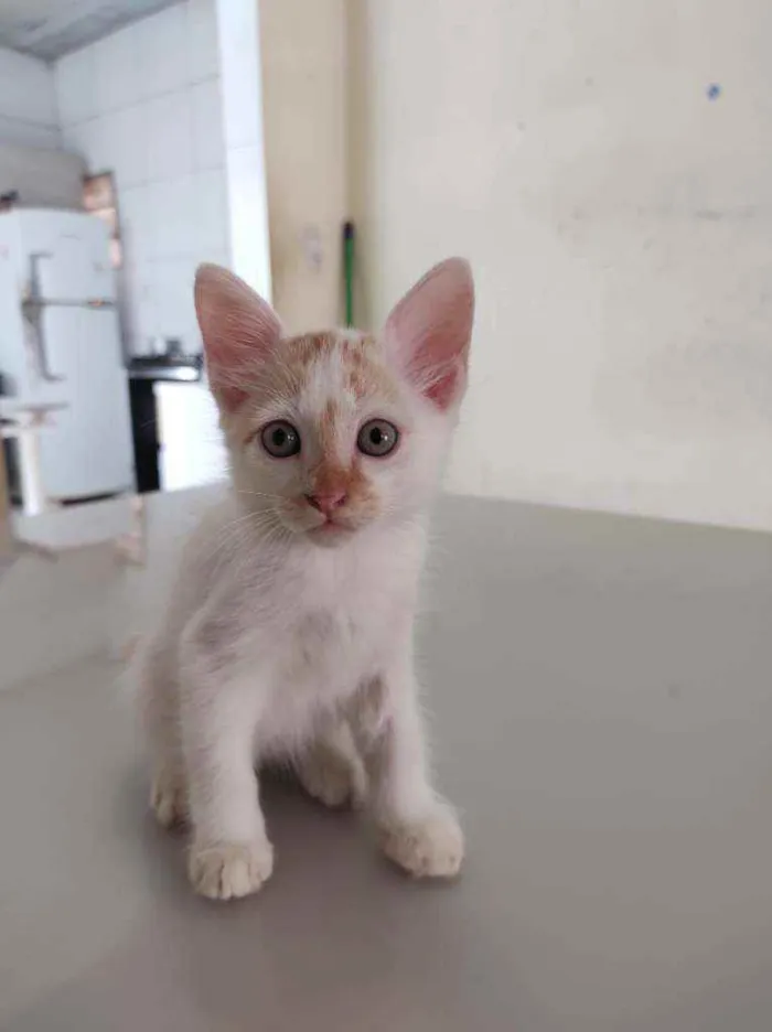 Gato ra a  idade Abaixo de 2 meses nome Jack