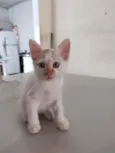 Jack