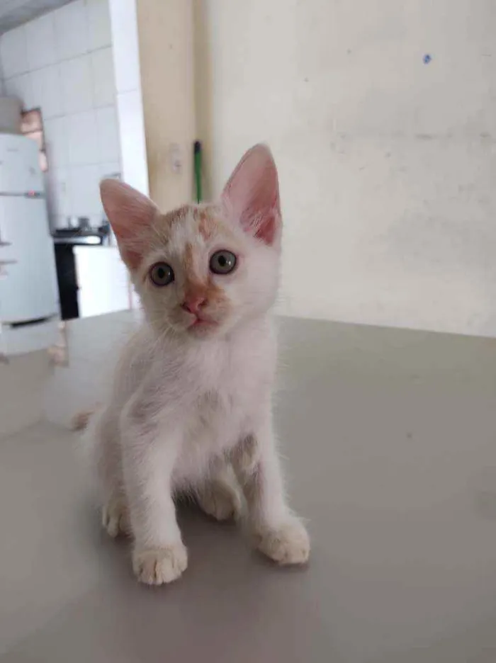 Gato ra a  idade Abaixo de 2 meses nome Jack