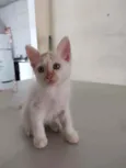Jack