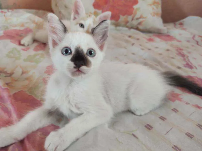 Gato ra a  idade Abaixo de 2 meses nome Sem nome