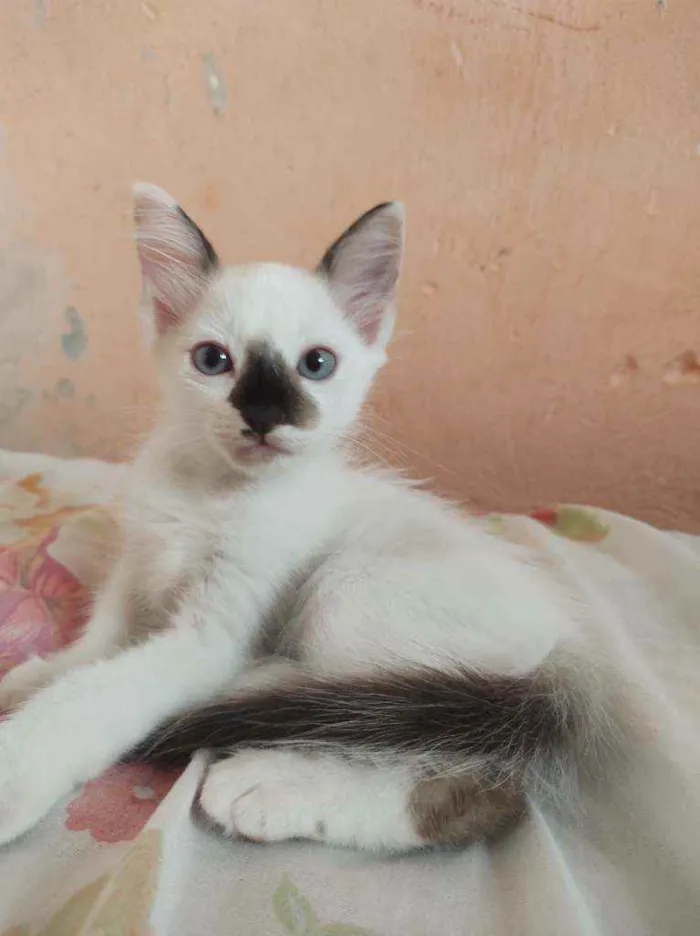 Gato ra a  idade Abaixo de 2 meses nome Sem nome