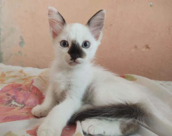 Gato ra a  idade Abaixo de 2 meses nome Sem nome