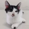 Mimi