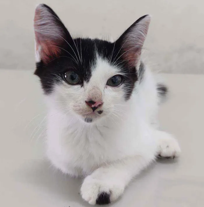 Gato ra a  idade 2 a 6 meses nome Mimi