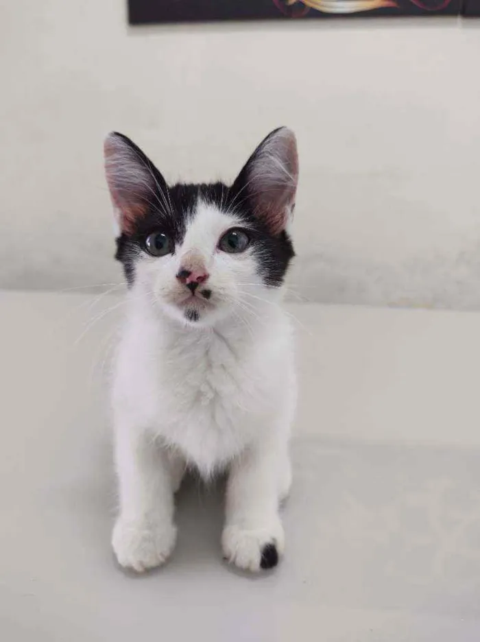 Gato ra a  idade 2 a 6 meses nome Mimi