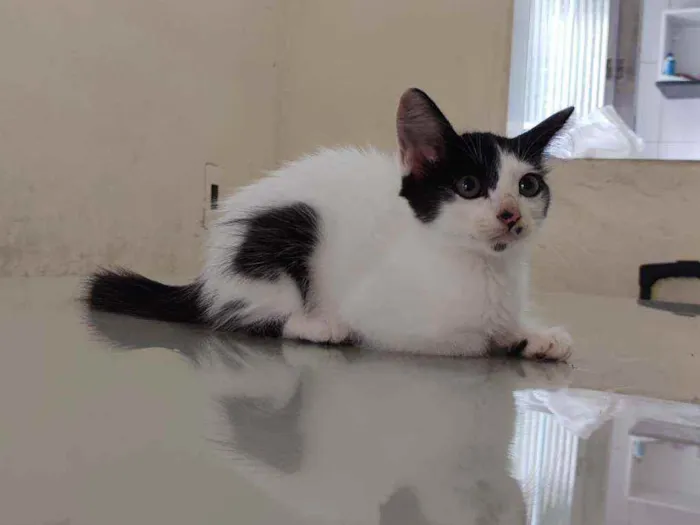 Gato ra a  idade 2 a 6 meses nome Mimi