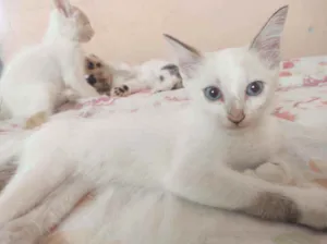 Gato raça  idade 2 a 6 meses nome Sem nome