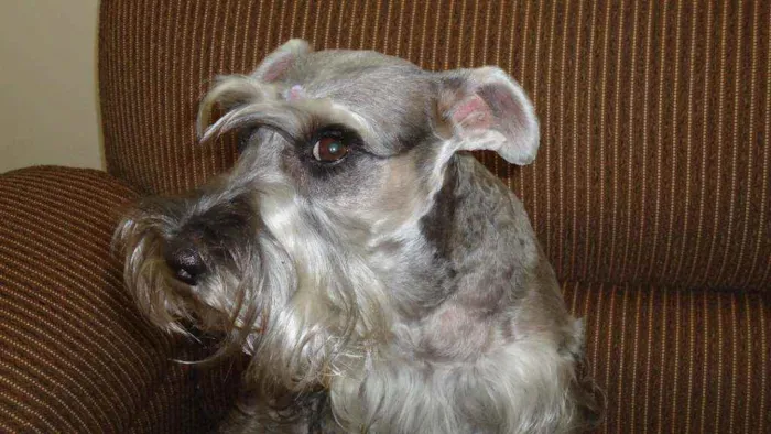 Cachorro ra a shnauzer idade 6 ou mais anos nome Sasha