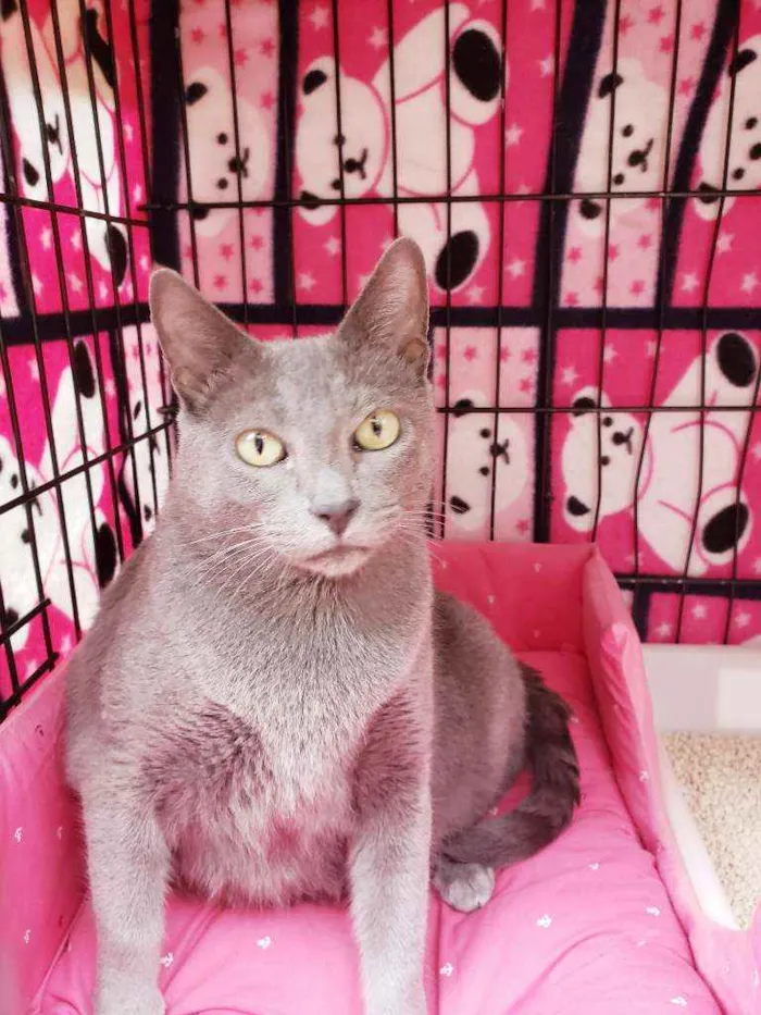 Gato raça Srd idade 1 ano nome Brigitte 