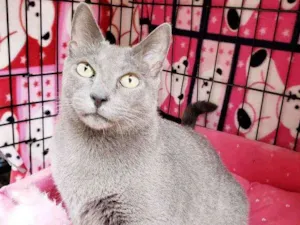 Gato raça Srd idade 1 ano nome Brigitte 