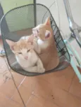 Gato e gatinho