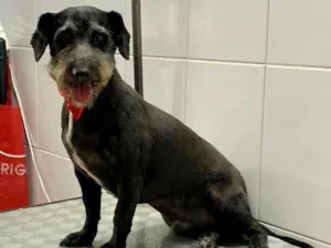 Cachorro raça SRD idade 4 anos nome Snow black 