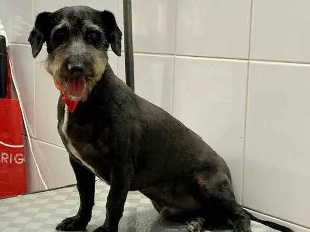 Cachorro raça SRD idade 4 anos nome Snow black 