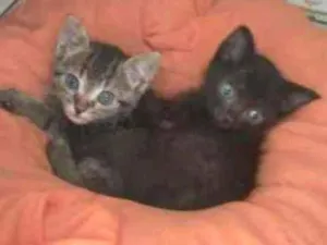 Gato raça SRD idade Abaixo de 2 meses nome Tigresa e Lisa