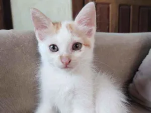 Gato raça  idade Abaixo de 2 meses nome Jack