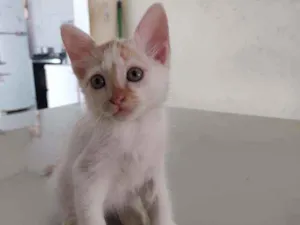 Gato raça  idade Abaixo de 2 meses nome Jack