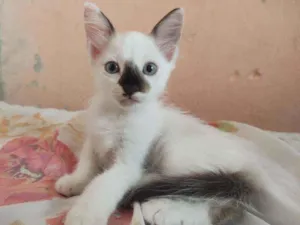 Gato raça  idade Abaixo de 2 meses nome Sem nome