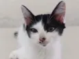 Mimi