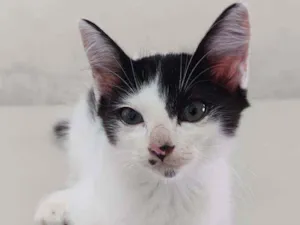Gato raça  idade 2 a 6 meses nome Mimi
