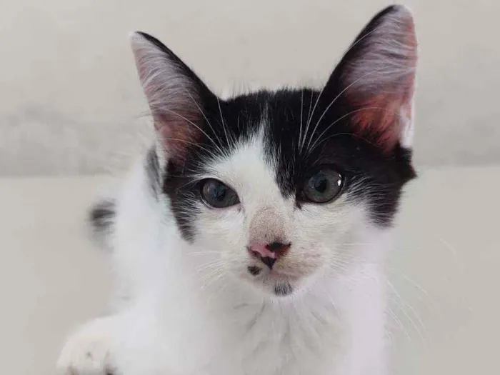 Gato ra a  idade 2 a 6 meses nome Mimi