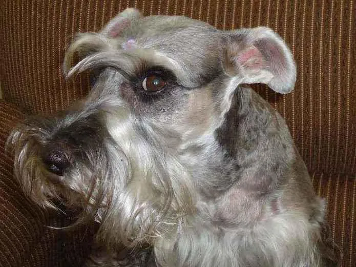 Cachorro ra a shnauzer idade 6 ou mais anos nome Sasha