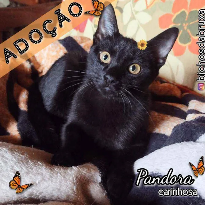 Gato ra a Srd idade 2 a 6 meses nome Pandora
