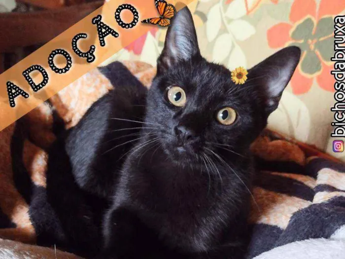 Gato ra a Srd idade 2 a 6 meses nome Pandora