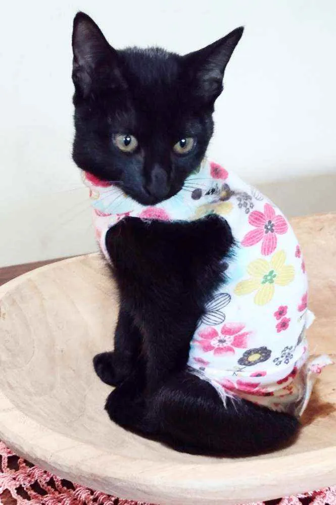 Gato ra a Srd idade 2 a 6 meses nome Pandora
