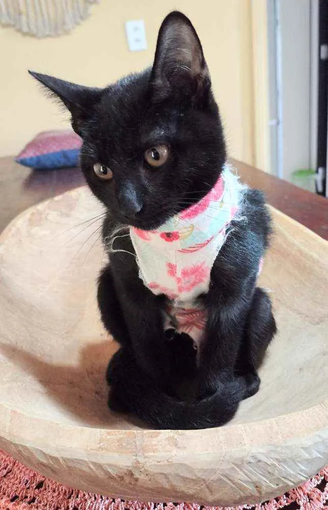 Gato ra a Srd idade 2 a 6 meses nome Pandora