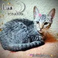 Lua