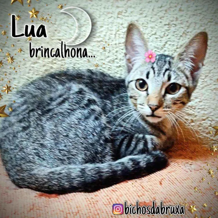 Gato ra a Srd idade 2 a 6 meses nome Lua