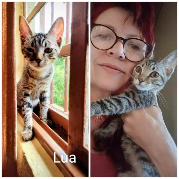 Gato ra a Srd idade 2 a 6 meses nome Lua
