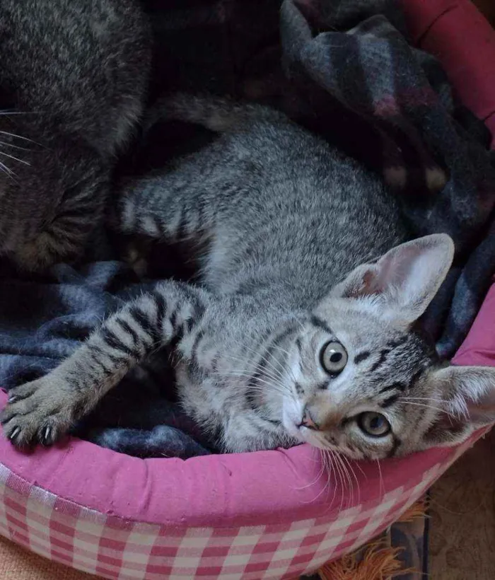 Gato ra a Srd idade 2 a 6 meses nome Lua