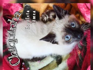 Gato raça Srd idade 2 a 6 meses nome Chiquinha
