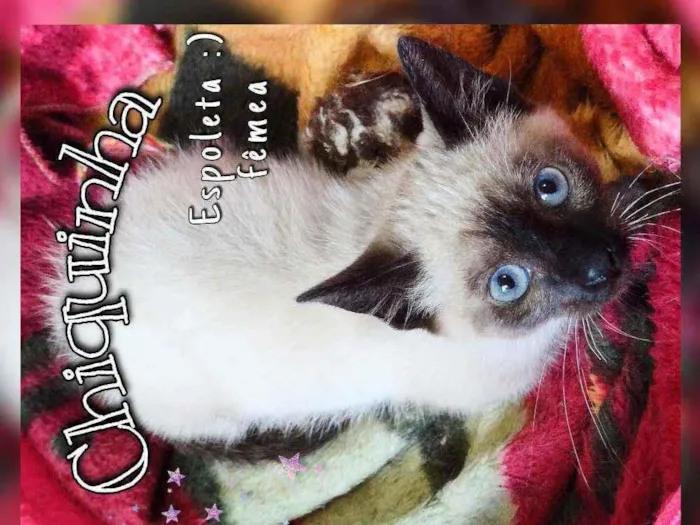 Gato ra a Srd idade 2 a 6 meses nome Chiquinha