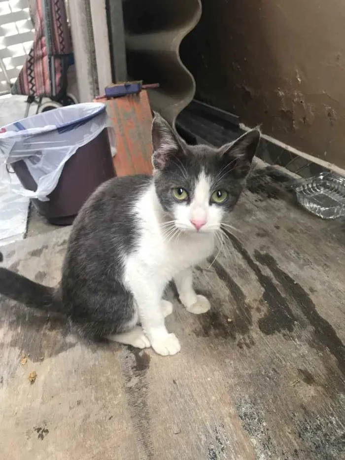 Gato ra a Nenhuma idade 2 a 6 meses nome Gatinha