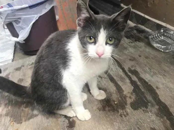 Gato ra a Nenhuma idade 2 a 6 meses nome Gatinha