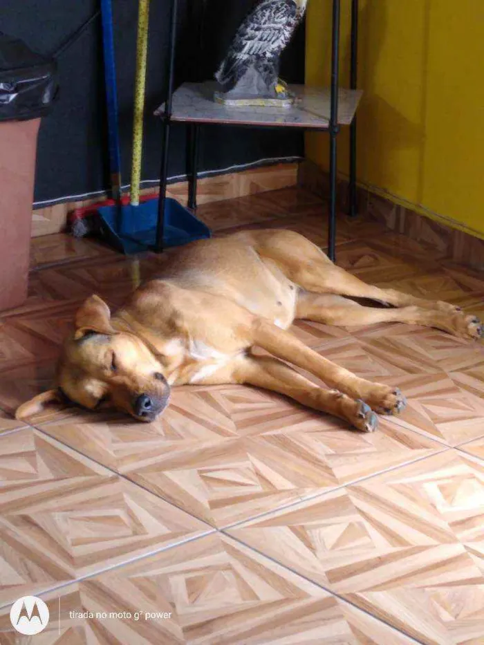 Cachorro ra a Não sei idade 1 ano nome Não sei