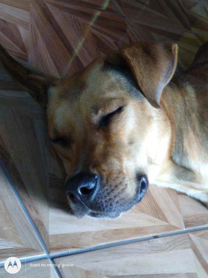 Cachorro ra a Não sei idade 1 ano nome Não sei