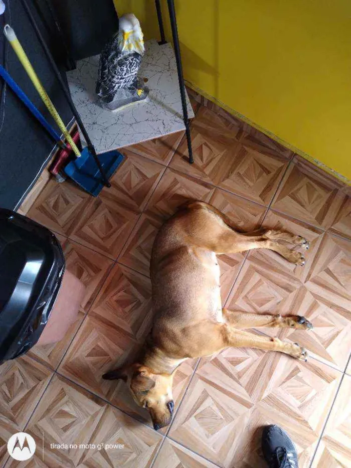 Cachorro ra a Não sei idade 1 ano nome Não sei