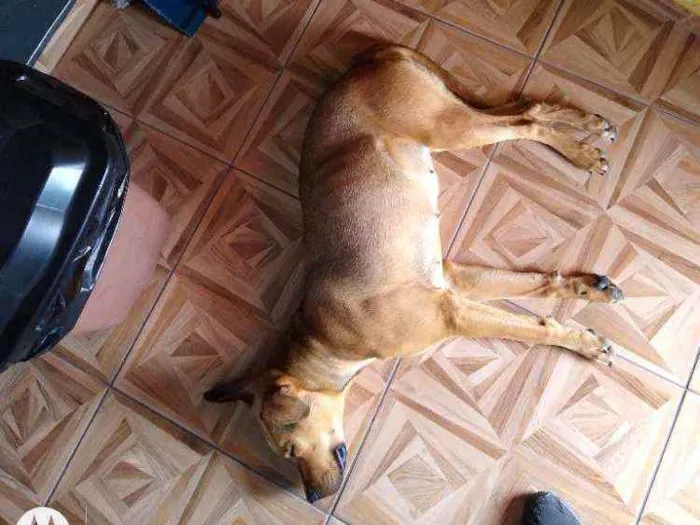 Cachorro ra a Não sei idade 1 ano nome Não sei